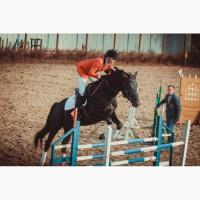 Срочная продажа, мерин под аматора