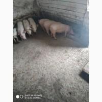 Продам поросята