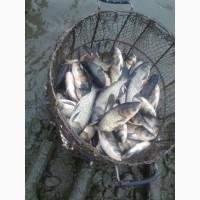 Продам зарыбок толстолоба