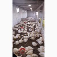 Продам бройлеров. Не комбикормовые. Очень хорошее качество