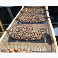 Продаж равликів Helix Aspersa Muller, а також продукції з них