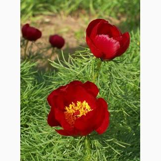 Пион тонколистный (узколистный) воронец