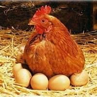 Продам куриное яйцо, цены от производителя