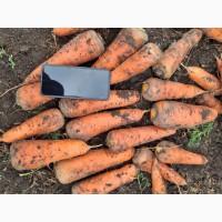 Продам морква сорт каскад /вариант мита/ також цибуля