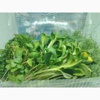 Продам микрозелень оптом