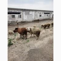 Продам баранов и овец романовской породы
