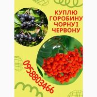 Куплю бузину і горобину на китиці