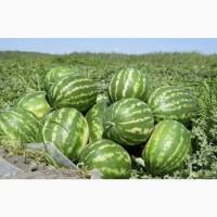 Продам арбуз Продюсер с поля