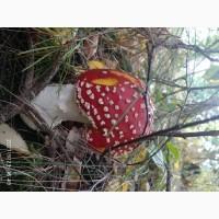 Мухомор сушеный