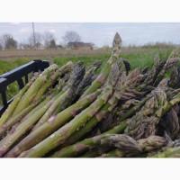 Спаржа зелена/Холодок/Asparagus