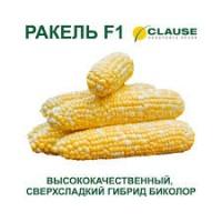 Сладкая кукуруза в початках Ракель биколор