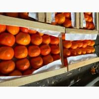 Продам азербайджанскую хурму высокого качества