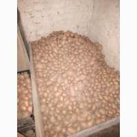 Продам товарну картоплю, сорт Слов#039;янка, Беллароза