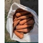 Продам морковь Абака