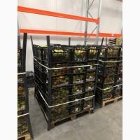 Продам грушу Парижанку Оптом