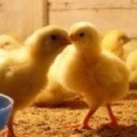 Продам суточных цыплят бройлера