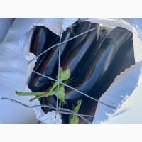 Продам баклажаны, супер качество