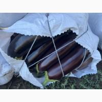 Продам баклажаны, супер качество
