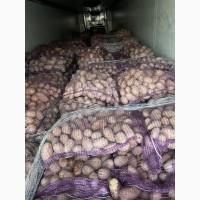 Продам картошку