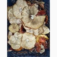 Мухомори червоні