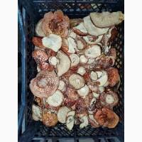 Мухомори червоні