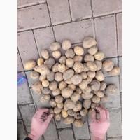 ФГ реалізує насіння картоплі сорту Рівʼєра. Оптом від 10 тонн. 2-га репродукція