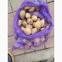 ФГ реалізує насіння картоплі сорту Рівʼєра. Оптом від 10 тонн. 2-га репродукція