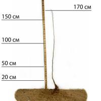 Саджанці шовковиці Галіція (привита) - 1-річний