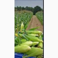 Продам кукурудзу, 500 т., Черкаська обл., с.Громи