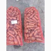 Продам моркву, сорт Абако