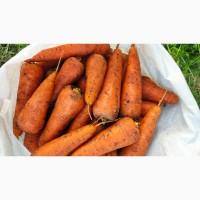 Продам моркву сорт Абака і Каскад