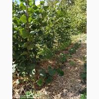 Продам саджанці фундука