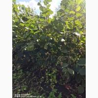 Продам саджанці фундука