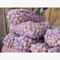 Продам насіннєву картоплю Бела роса