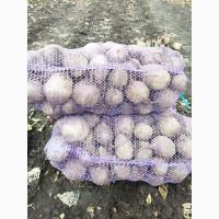 Продам столовий буряк сорт Пабло