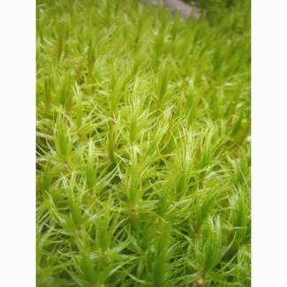 Продам лісовий МОХ