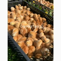 Курчата, Інкубаційні яйця