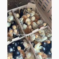 Курчата, Інкубаційні яйця