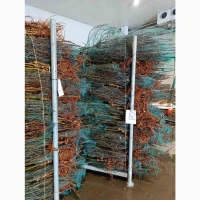 Саджанці яблунь від Італійських розсадників