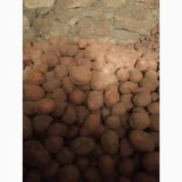 Продаж картоплі оптом