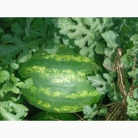 Продам арбуз сорт кримсон руби