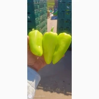Продам мега крутой перец