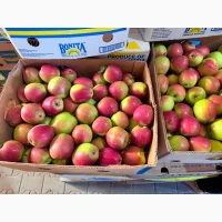 Продам яблука Сумарет та Сілєста є обʼєм
