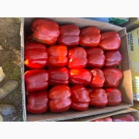 Продамо перець