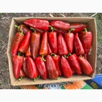Продамо перець