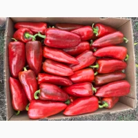 Продамо перець