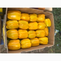 Продамо перець