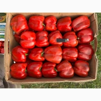 Продамо перець