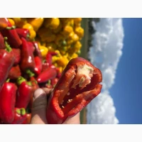 Продамо перець