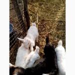 Продам козочек, козлят, козу молочной породы (зааненская)